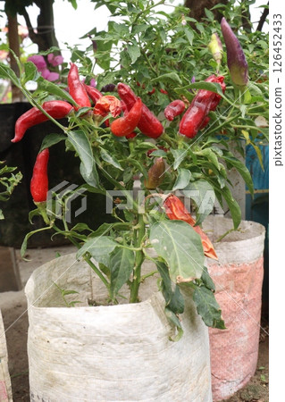 chili pepper on tree in farm chili pepper on tree in farm 126452433