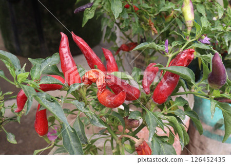 chili pepper on tree in farm chili pepper on tree in farm 126452435