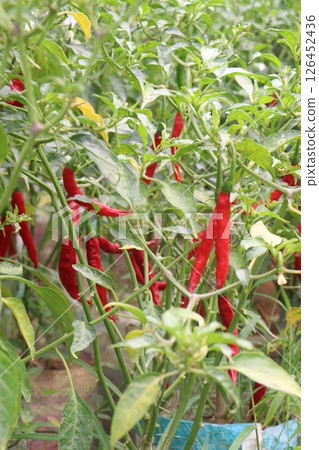 chili pepper on tree in farm chili pepper on tree in farm 126452436