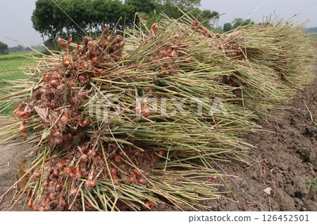 onion with long leaf on field onion with long leaf on field 126452501