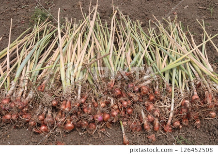 onion with long leaf on field 126452508