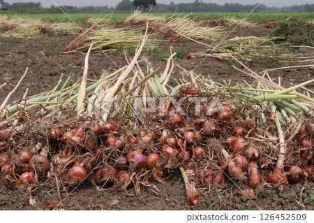 onion with long leaf on field onion with long leaf on field 126452509