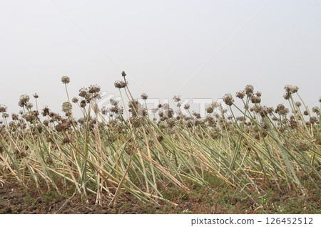 onion with long leaf on field onion with long leaf on field 126452512