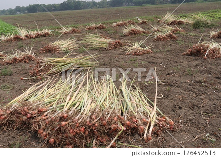 onion with long leaf on field 126452513