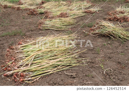 onion with long leaf on field 126452514