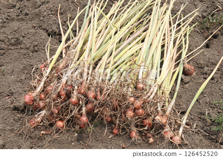onion with long leaf on field 126452520