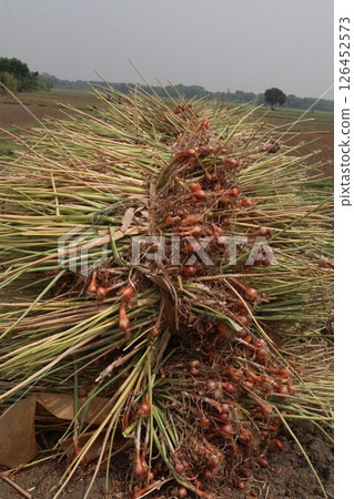 onion with long leaf on field onion with long leaf on field 126452573