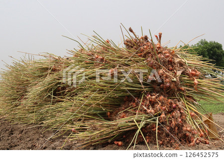 onion with long leaf on field 126452575