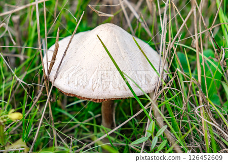 white mushroom growing among grass, close-up white mushroom growing among grass, close-up 126452609