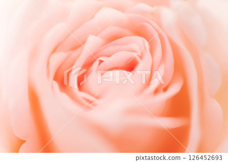 玫瑰/花瓣背景素材 玫瑰/花瓣背景素材 126452693