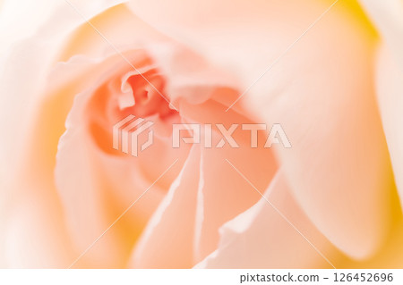玫瑰/花瓣背景素材 玫瑰/花瓣背景素材 126452696