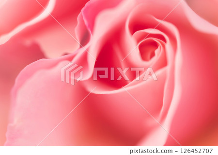 玫瑰/花瓣背景素材 玫瑰/花瓣背景素材 126452707
