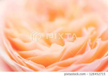 Rose/petal background material Rose/petal background material 126452715