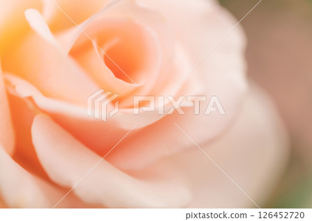 Rose/petal background material Rose/petal background material 126452720