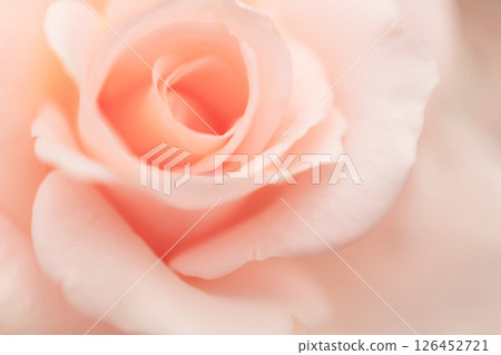 Rose/petal background material 126452721