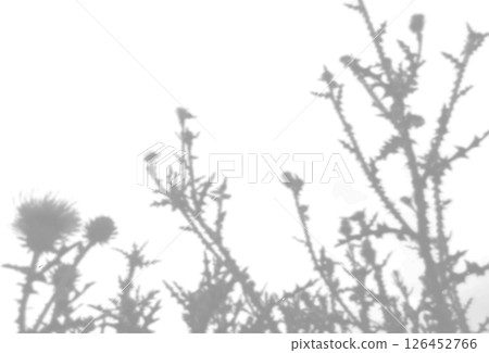 The shadow of the field grass on the white wall. A black and white image to overlay on a photo or mockup 126452766