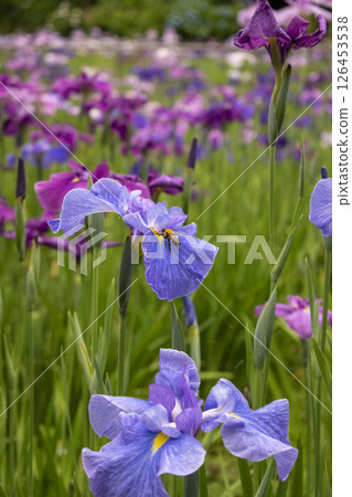 A bee collects pollen from a blossoming lilac iris in the warm rays of the sun. A bee collects pollen from a blossoming lilac iris in the warm rays of the sun. 126453538