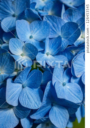 Blue Hydrangea macrophylla Blossom in garden, close up Blue Hydrangea macrophylla Blossom in garden, close up 126453545