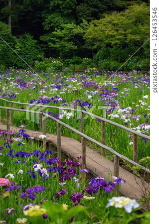 Beautiful blooming iris in sunny June, bridge in a Japanese pond Beautiful blooming iris in sunny June, bridge in a Japanese pond 126453546