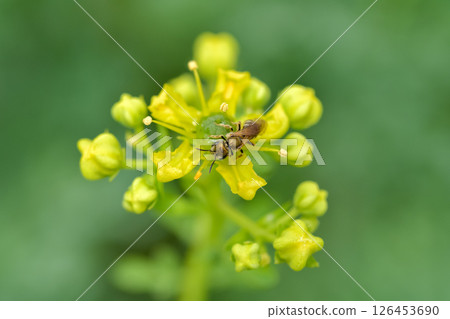 Akagane kohana bee 126453690