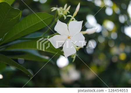 Close-up of a beautiful white flower with five petals, captured in a garden Close-up of a beautiful white flower with five petals, captured in a garden 126454053