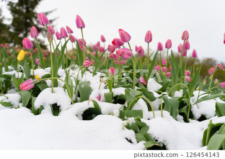 Blooming Spring Flowers Blanketed by Snow: Unforeseen Cold Snap Dims the Vibrance of New Growth 126454143