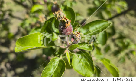 Small fruits on an apple tree. Apples on tree branches. Trees and fruits Small fruits on an apple tree. Apples on tree branches. Trees and fruits 126454551