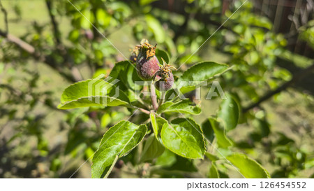 Small fruits on an apple tree. Apples on tree branches. Trees and fruits Small fruits on an apple tree. Apples on tree branches. Trees and fruits 126454552