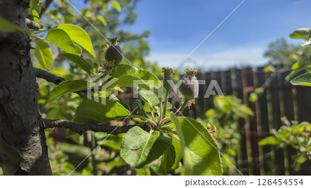 Small fruits on an apple tree. Apples on tree branches. Trees and fruits 126454554
