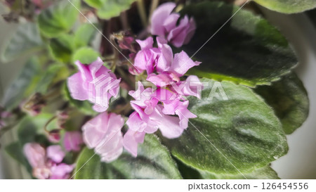 Decorative violets, indoor plants. Room interior decoration. Large flowers. 126454556