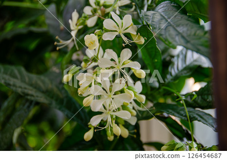 White Genpei Kusagi flowers stand out against the greenery White Genpei Kusagi flowers stand out against the greenery 126454687