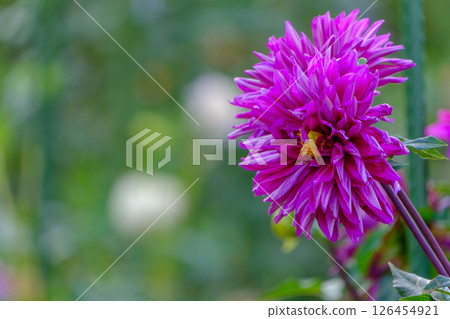 Gorgeous purple dahlia Gorgeous purple dahlia 126454921