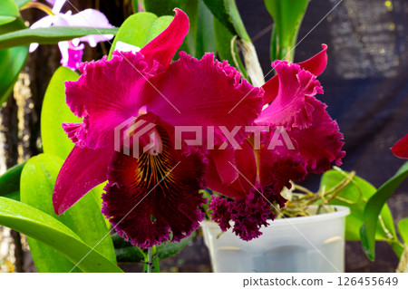 Vibrant pink cattleya orchid blooming in botanical garden 126455649