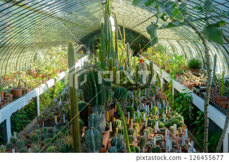 Cacti growing in pots inside greenhouse nursery Cacti growing in pots inside greenhouse nursery 126455677