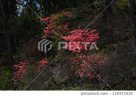 山杜鵑林4（愛媛郡四國中央市金田町） 126455830