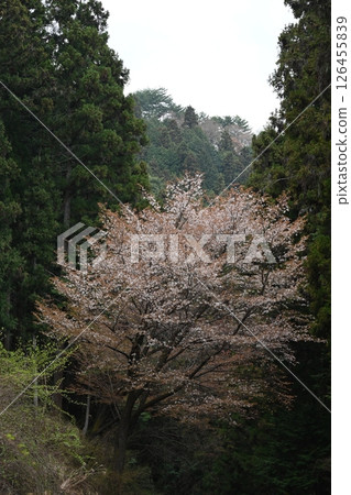 Mountain cherry blossom 1 (Misato, Yoshinogawa City, Tokushima Prefecture) (Vertical) 126455839