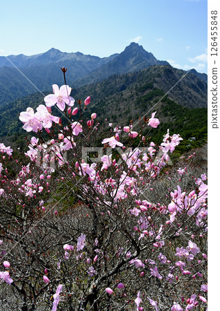 Mt. Ishizuchi and Akebono Azalea 3 (Nishinokawa, Saijo City, Ehime Prefecture) 126455848