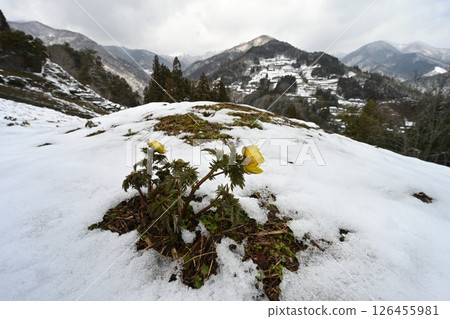 Adonis flowers and Ochiai village 1 (Higashi-iya, Miyoshi city, Tokushima prefecture) Adonis flowers and Ochiai village 1 (Higashi-iya, Miyoshi city, Tokushima prefecture) 126455981