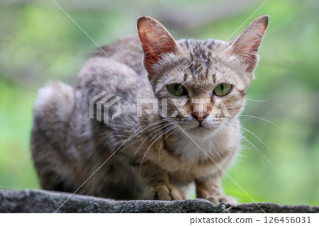 Close up brown cat is sit down and cute in garden Close up brown cat is sit down and cute in garden 126456031
