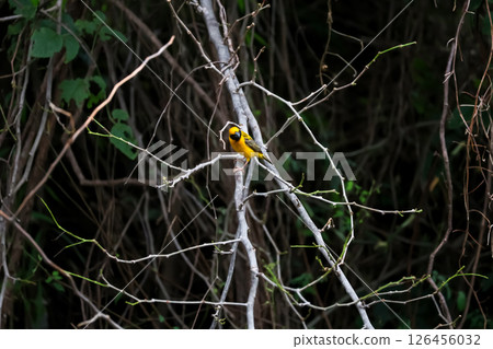 The yellow bird is rest and stay in the tree The yellow bird is rest and stay in the tree 126456032