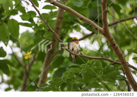 The yellow bird is rest and stay in the tree The yellow bird is rest and stay in the tree 126456033