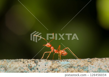 Close up the red ant on old wall Close up the red ant on old wall 126456034
