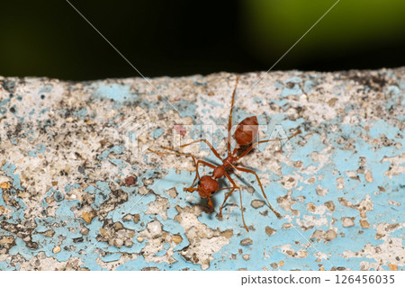 Close up the red ant on old wall 126456035