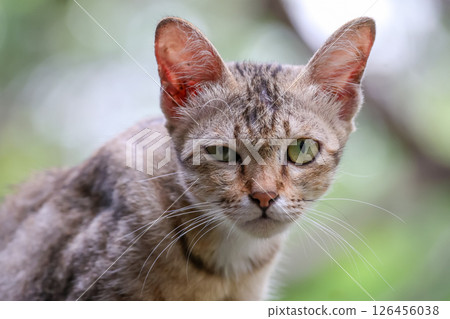 Close up brown cat is sit down and cute in garden Close up brown cat is sit down and cute in garden 126456038