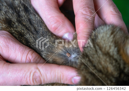 The tick bit into the skin of the cat under the fur, removing the tick The tick bit into the skin of the cat under the fur, removing the tick 126456342