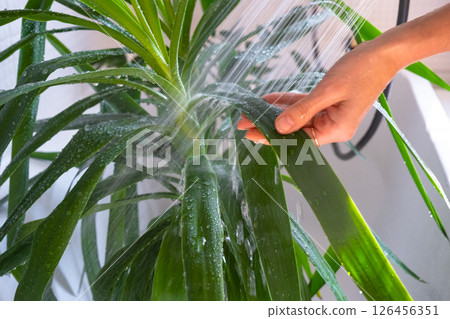 Yucca dracaena houseplant it stands under water jets in bathroom for washing. Care of potted plants, watering, dusting, humidification 126456351