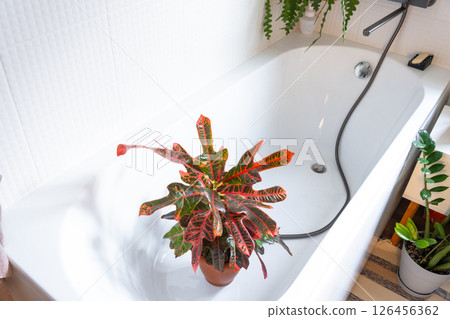 Croton Codium houseplant it stands in bathroom for washing. Care of potted plants, watering, dusting, humidification 126456362