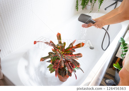 A woman in an apron washes the Croton Codium houseplant from the shower in the bathroom. Care of potted plants, watering, dusting, humidification 126456363
