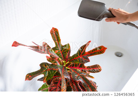 Croton Codium houseplant it stands in bathroom for washing. Care of potted plants, watering, dusting, humidification 126456365