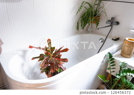 Croton Codium houseplant it stands in bathroom for washing. Care of potted plants, watering, dusting, humidification 126456372